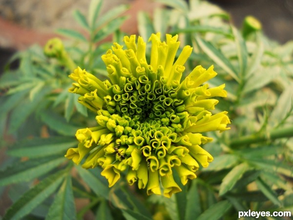 Marigold Blooms 