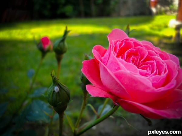 PinkRose