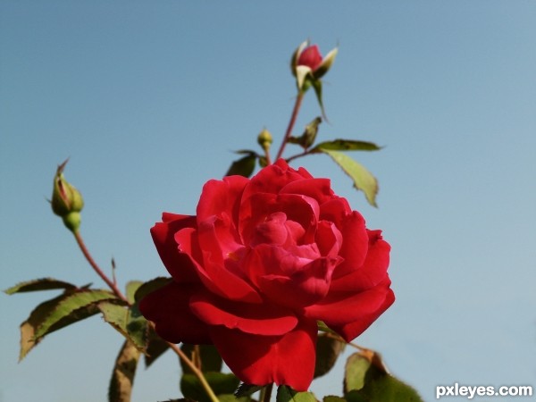 Red Rose