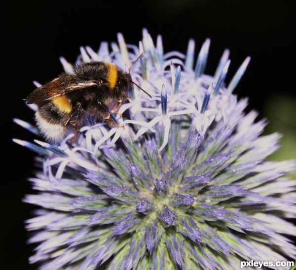 Sea holly bee.