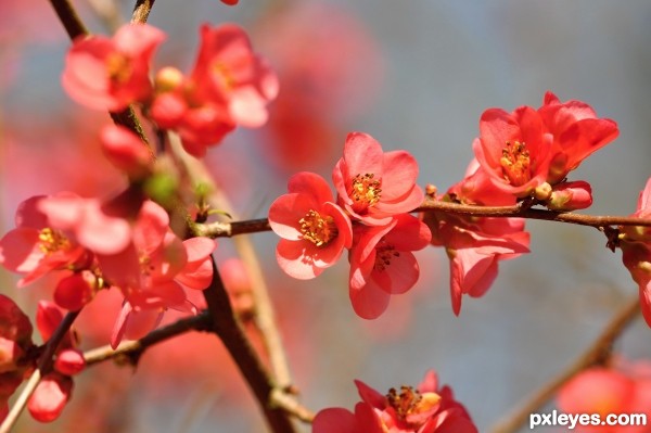 Spring blossoms