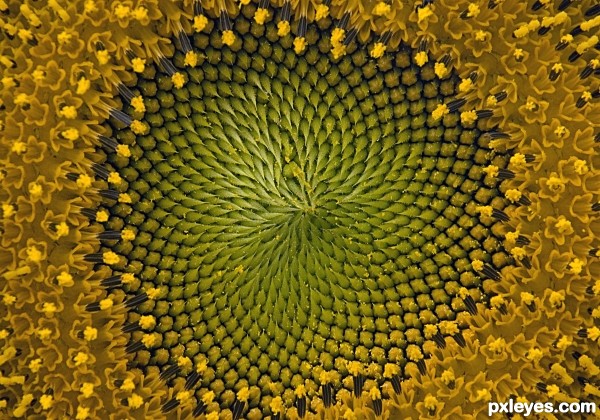 Sunflower swirl photoshop picture)
