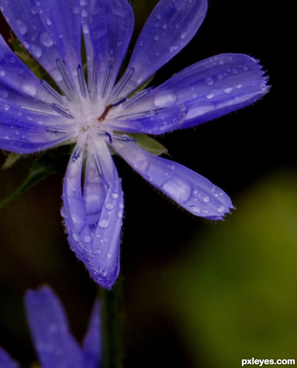 Tearing Flower