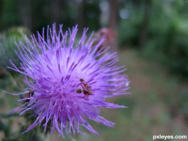 Thistle