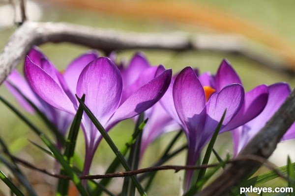 Violet beauty