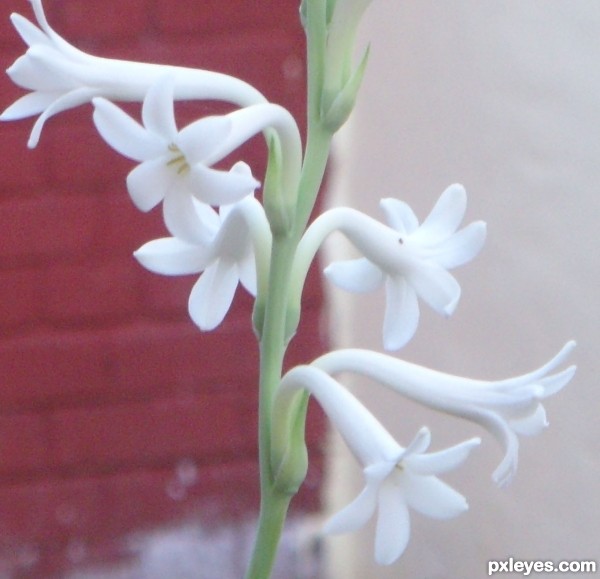 White Beauty