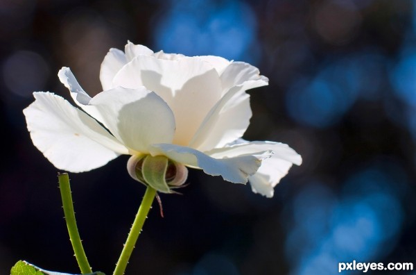 White Rose