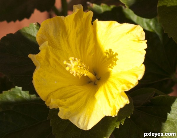 Yellow flower close view