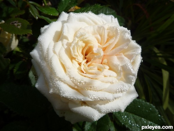 a perfect rose