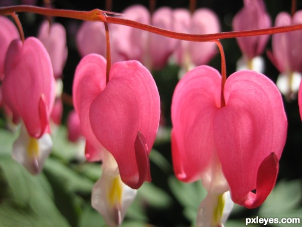 bleeding heart photoshop picture)