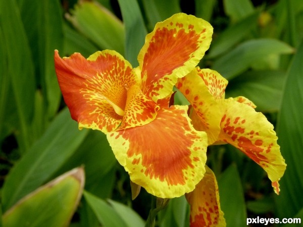 canna lily