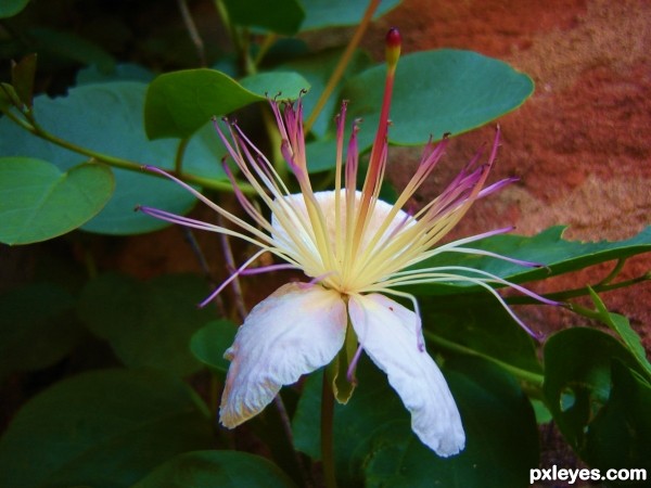 caper flower