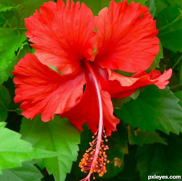 hibiscus