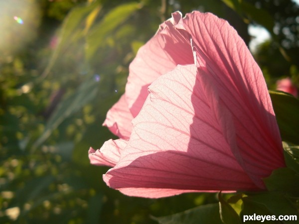 late afternoon bloom