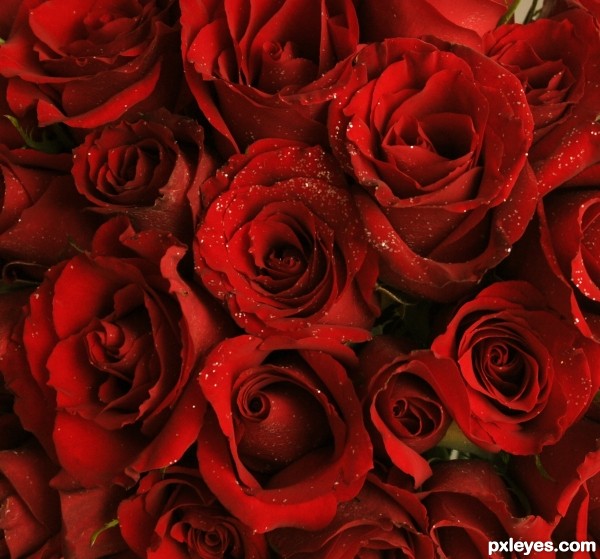 red red roses