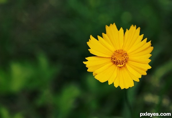 sunshine flower!