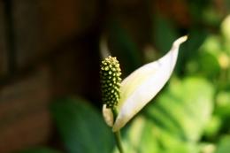 Anthurium