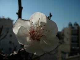 Apricot flower