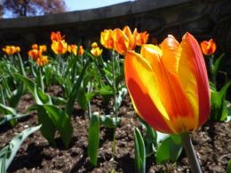 BeautifulRedampYellowTulips