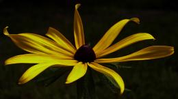 Black Eyed Susan