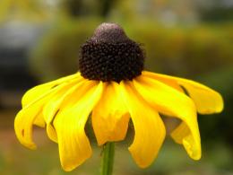 Black-Eyed Susan