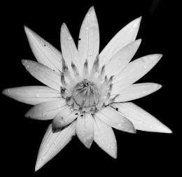 Black and White Flower