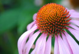 Cone flower