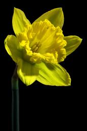 Daffodil