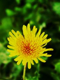 Dandilion