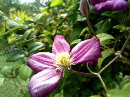 Flower Closeup