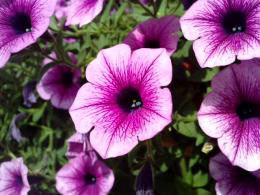 Flower Closeup