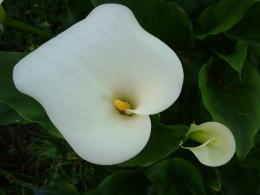 Jack in t Pulpit