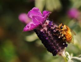 Lavenderforlunch