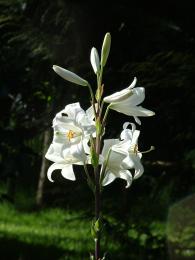 Lily Lily in the sun 