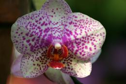 Orchid