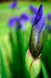 PurpleIris