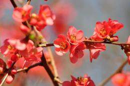 Springblossoms