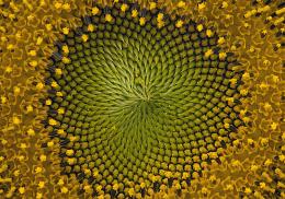 Sunflower swirl