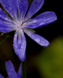 Tearing Flower