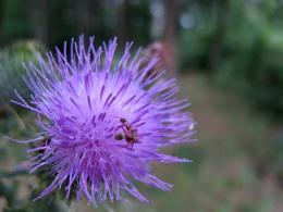 Thistle