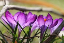 Violet beauty