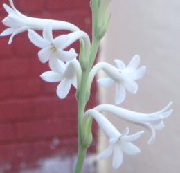 White Beauty