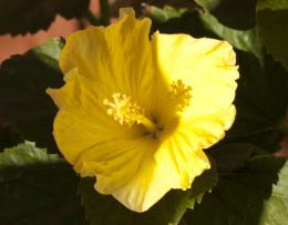 Yellow flower close view