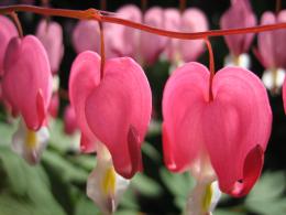 bleeding heart