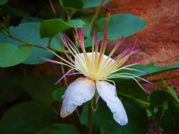 caper flower