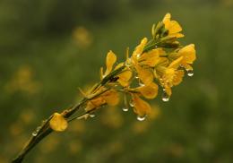 dewdrops