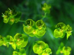 green flowers