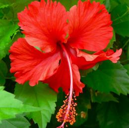 hibiscus