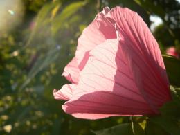 late afternoon bloom