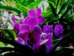 orchid